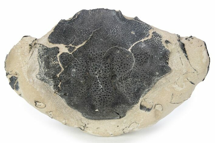 Fossil Crab (Zanthopsis) - London Clay, England #243406